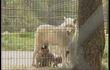 Aywaille : carnet rose et bébés loups blancs
